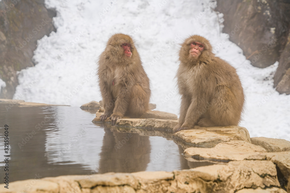 Japanese Snow Monkeys stay around the hot spring among snowy mountain in Jigokudani Snow Monkey Park (JIgokudani-YaenKoen) at Nagano Japan on Feb. 2019. Japanese Snow Monkeys stay around the hot spring among snowy mountain in Jigokudani Snow Monkey Park (JIgokudani-YaenKoen) at Nagano Japan on Feb. 2019.