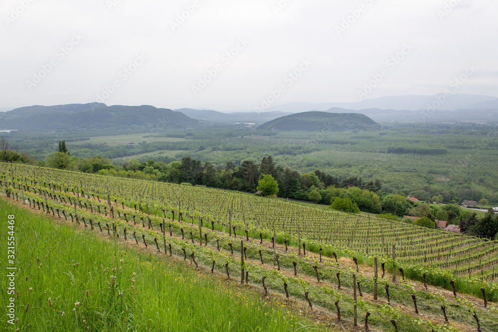 wine green grape spring field in france alps mountain valley 