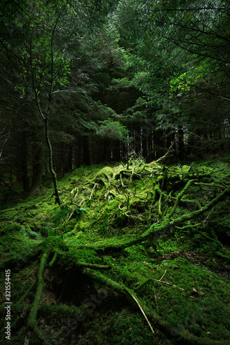 Dark forest scene. Old mossy fir trees and fern leaves close-up, tree trunks in the background. Ardrishaig,  Loch Fyne, Crinan Canal, Argyll and Bute, Scotland, UK photo