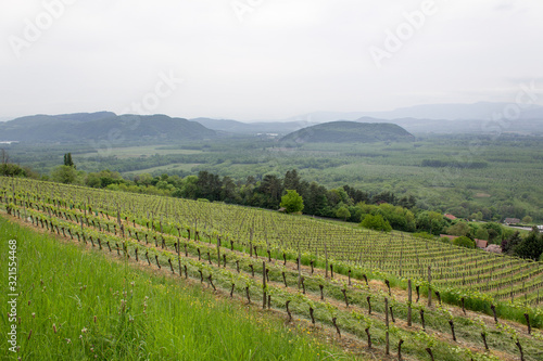 wine green grape spring field in france alps mountain valley 