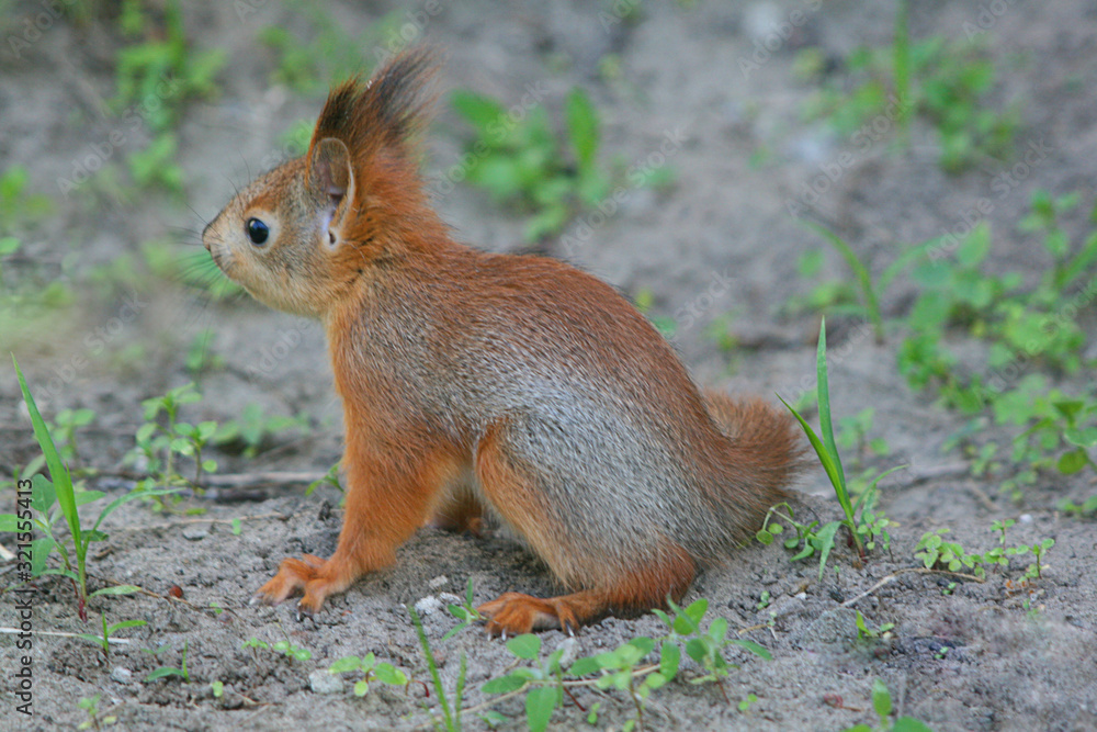 a small squirrel is sitting on the ground a small squirrel is sitting on the ground