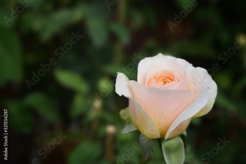 pink rose in the garden