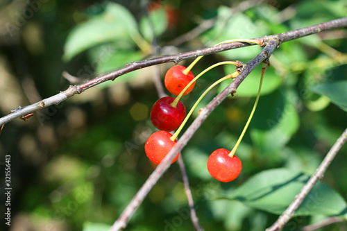 cherry tree branch with small red cherries
