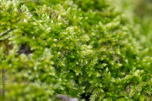 Green moss on the edge of the forest 