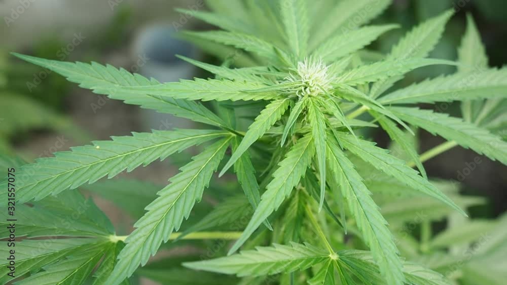 Hemp (cannabis) bud HD VIDEO. Ripe blooming female marijuana flower and leafs growing in homemade garden. Shallow depth of field and blurred background. Illuminated by sunlight. Close-up. Hemp (cannabis) bud HD VIDEO. Ripe blooming female marijuana flower and leafs growing in homemade garden. Shallow depth of field and blurred background. Illuminated by sunlight. Close-up.