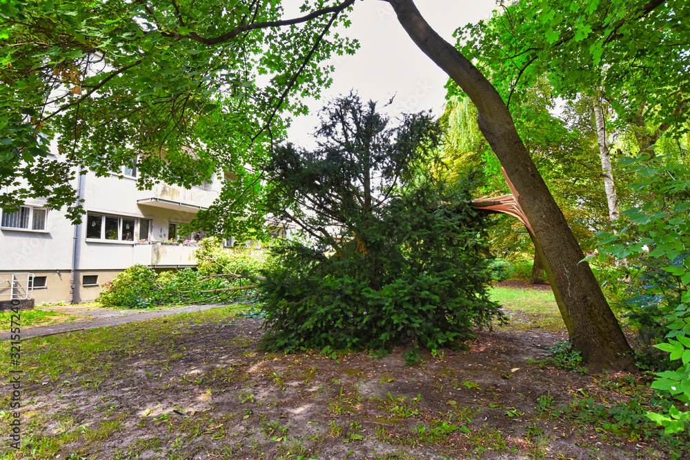 Storm damage with fallen tree, which narrowly missed a house after heavy wind in Berlin, Germany