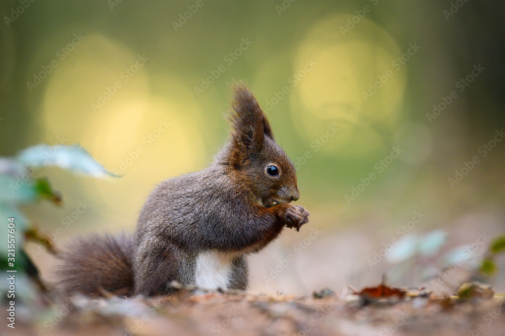 Fototapeta premium Red squirrel eats the nut in the natural environment, beautiful bokeh, close up, Sciurus vulgaris