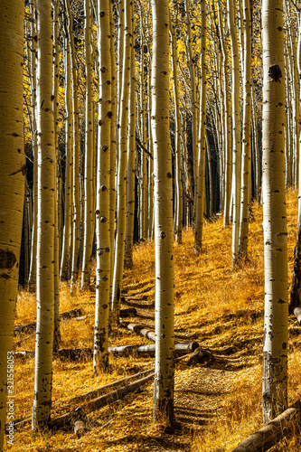 A trail through a forest of aspen trees with the colors of fall on the tree tops and ground.