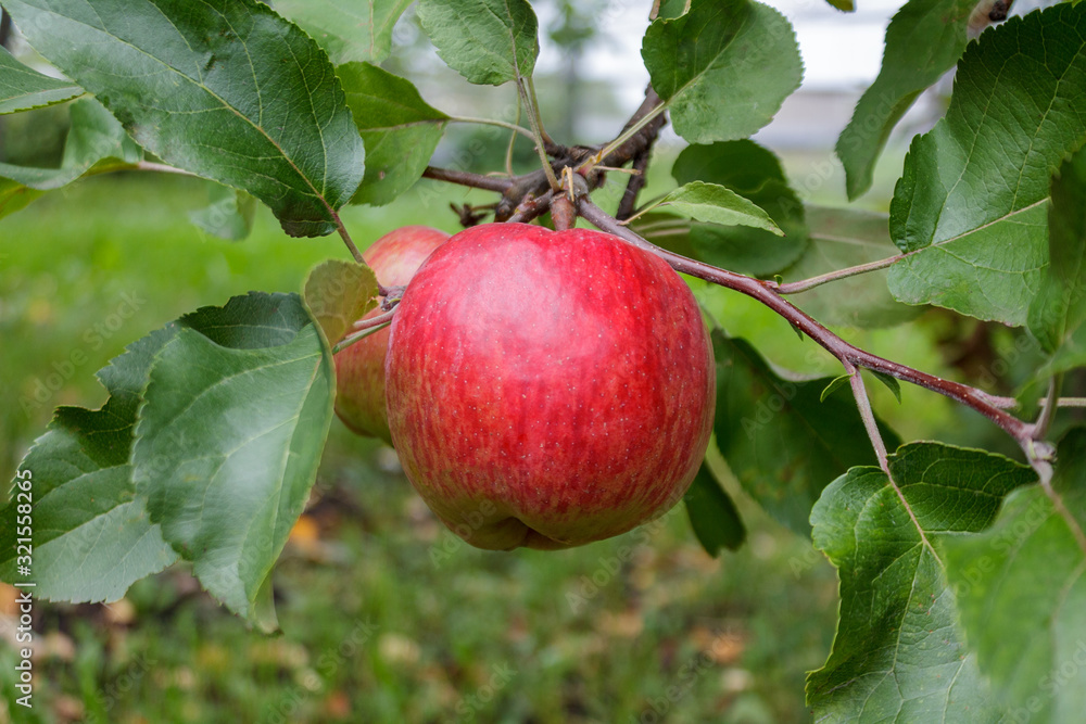 ripe red juicy sweet apple on an apple tree branch in the garden, agricultural theme, harvesting, crop, gardening worker ripe red juicy sweet apple on an apple tree branch in the garden, agricultural theme, harvesting, crop, gardening worker