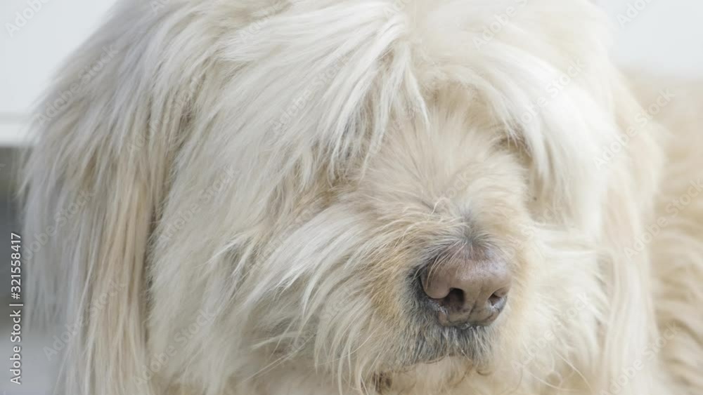 Close up of cute hairy dog relaxing. Close up of cute hairy dog relaxing.