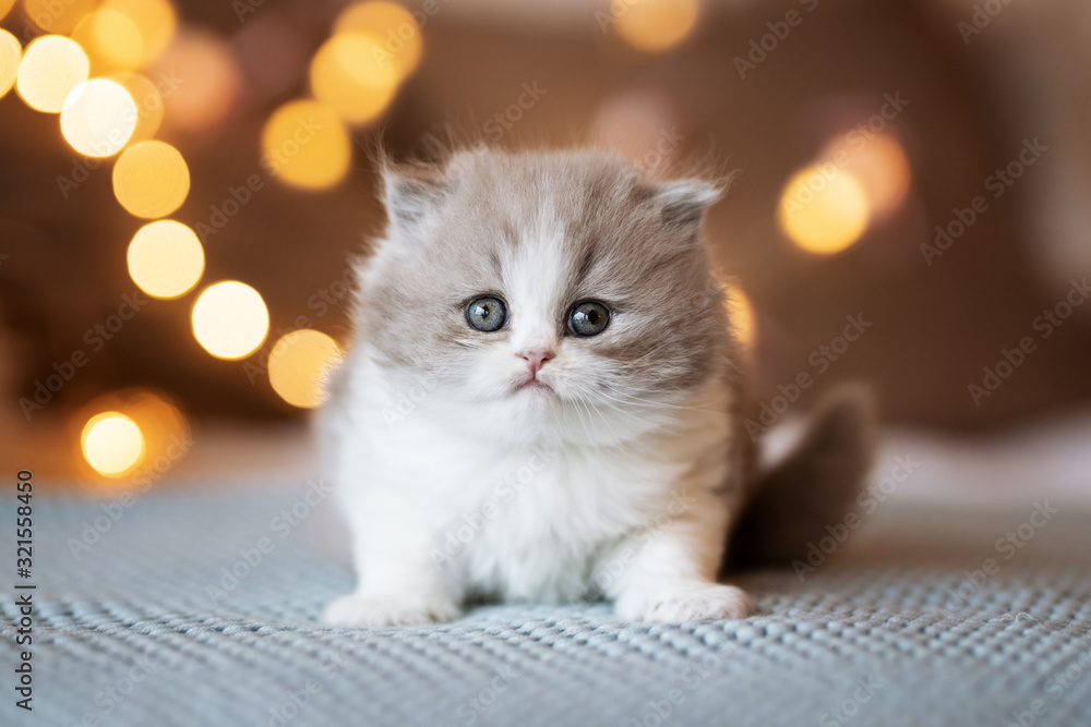 Süßes Katzenbaby - BLH lilax-white