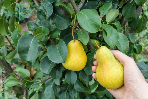 ripe juicy organic pear fruit close-up on a pear tree, harvesting an agricultural pear plant, hand picking fruit, garden worker