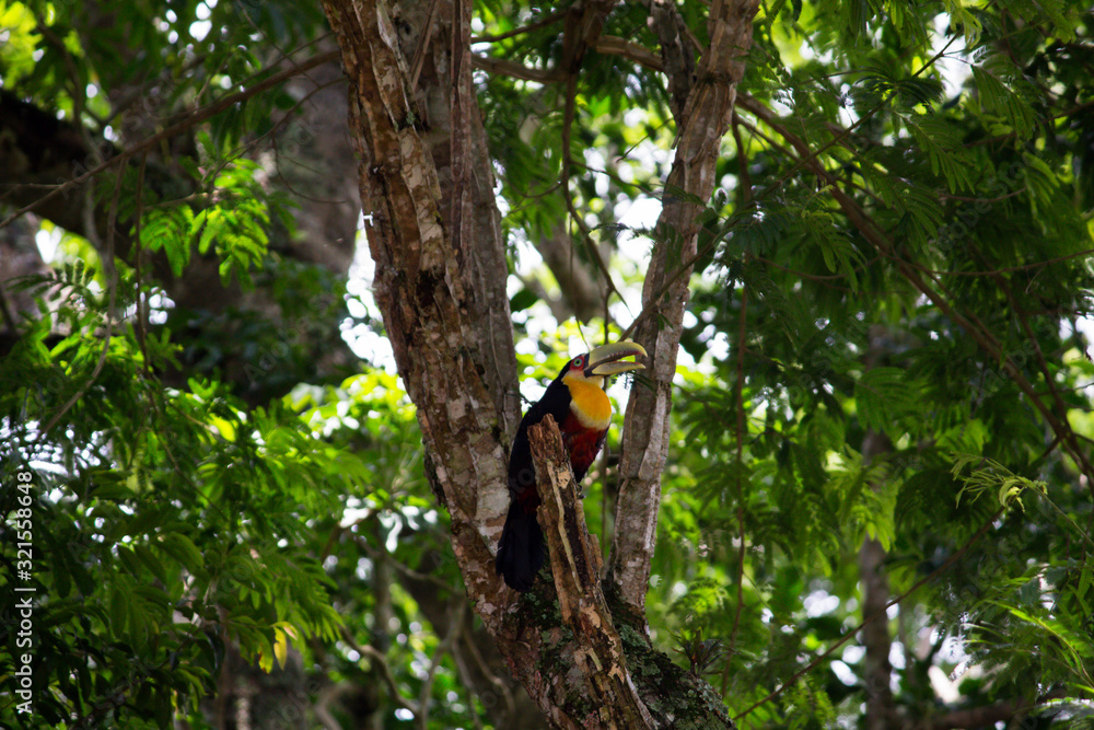 Ramphastos dicolorus toucan sitting on tree Ramphastos dicolorus toucan sitting on tree