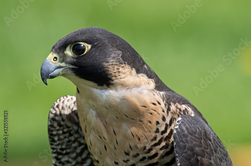 Peregrine Falcons were formerly endangered but have been reintroduced in many regions of the USA. Size and strong face patterns mark this species. Also known as the peregrine  and historically as the 