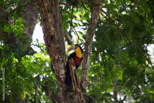 Ramphastos dicolRamphastos dicolorus toucan with open beakorus toucan sitting on tree photo