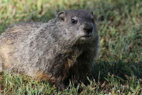 Wild Groundhog seen on a sunny day in Wheeling, West Virginia