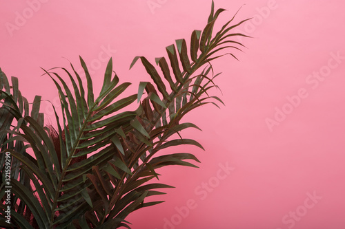 Tropical plant on a pink background. Wallpaper for smartphone. Vertical orientation. Copy space for text. Floral banner. Selective focus