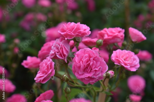 Pink roses blooming in the garden  valentine concept.