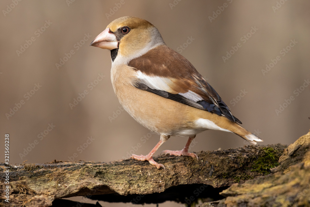 Hawfinch, Coccothraustes coccothraustes, perched on an old trunk on a light uniform background Hawfinch, Coccothraustes coccothraustes, perched on an old trunk on a light uniform background