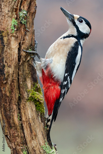 Male Great spotted woodpecker, Dendrocopos major, perched on a mossy trunk on a light uniform background. Leon, Spain