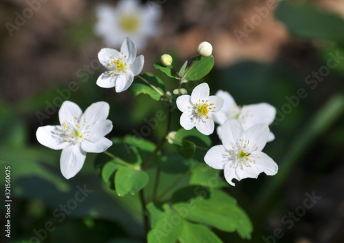 Isopyrum thalictroides blooms in the wild in the forest