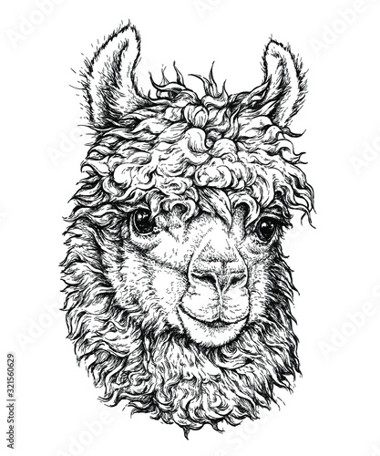 realistic sketch of LAMA Alpaca, black and white drawing, isolated on white