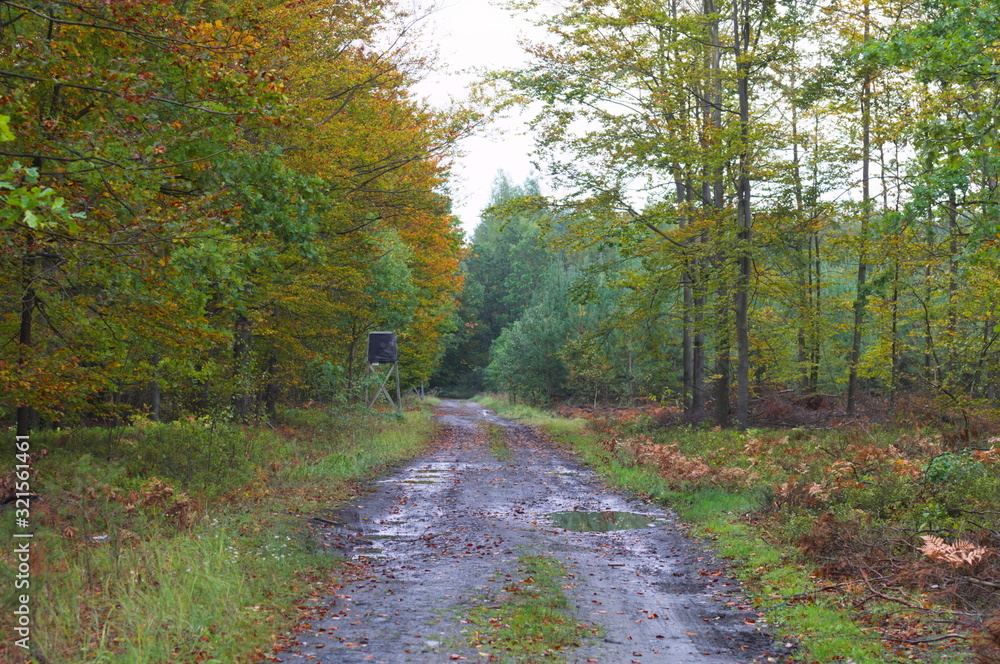 Obraz premium autumn forest, fall colors