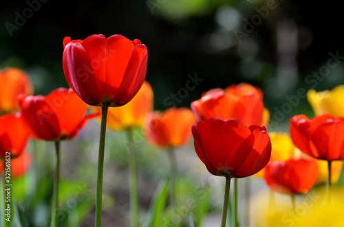 Rote Tulpen im Gegenlicht