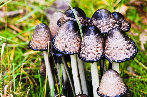 toadstools - poisonous mushrooms photo