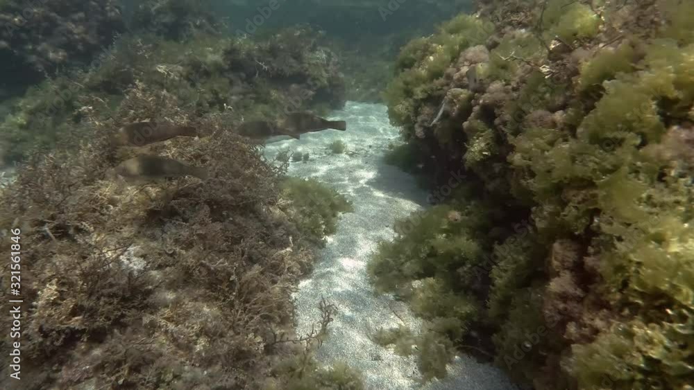 Parrotfish swim over rock reef covered with algae. Mediterranean parrotfish or European parrotfish (Sparisoma cretense) Mediterranean Sea. Parrotfish swim over rock reef covered with algae. Mediterranean parrotfish or European parrotfish (Sparisoma cretense) Mediterranean Sea.