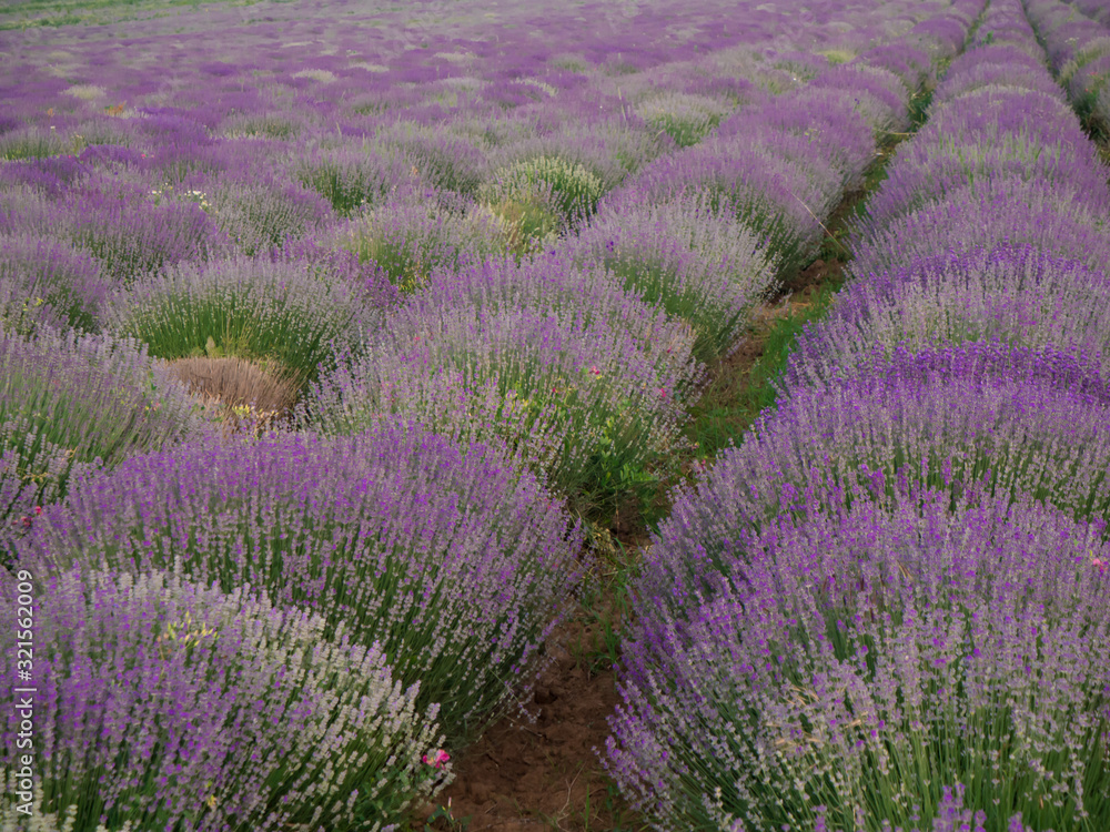 Naklejka premium lavender field in provence france
