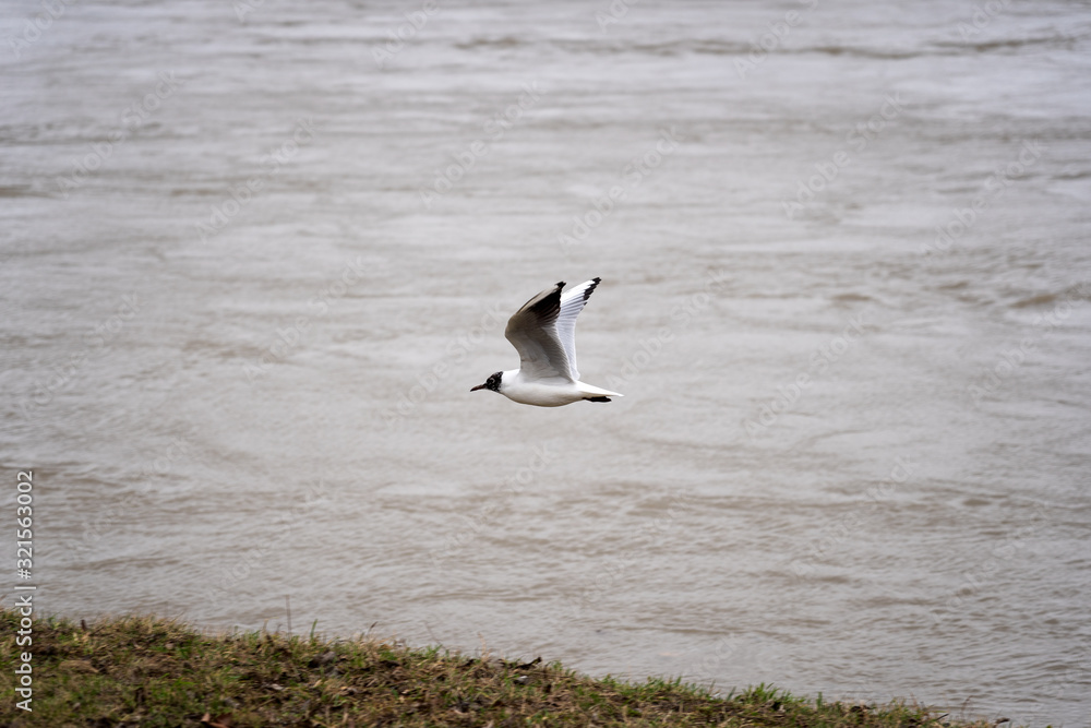 Seagull at the Danube in Vienna, Austria