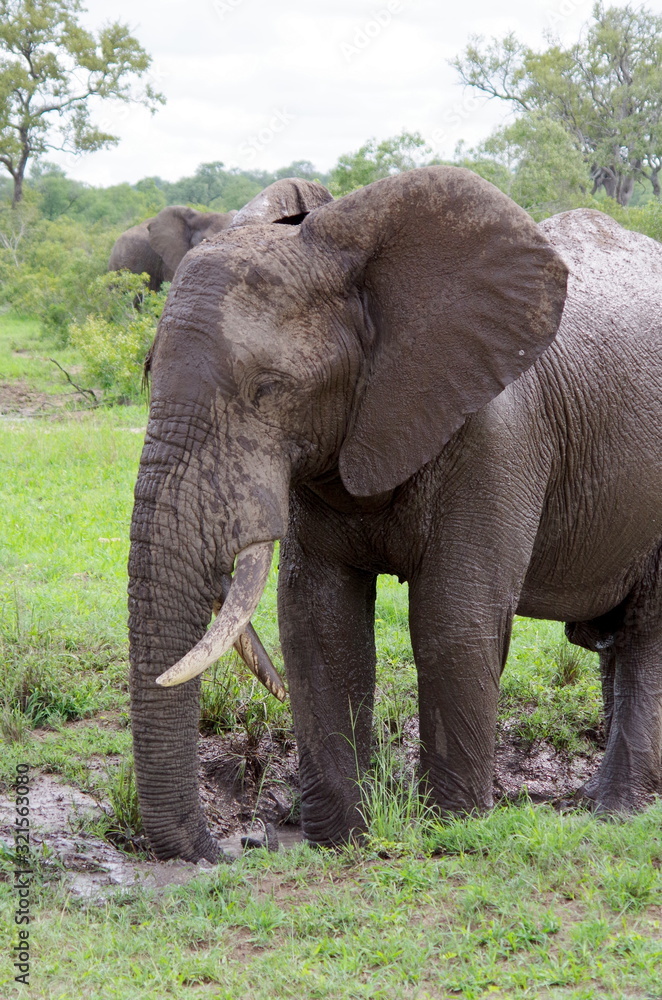 Elephant closeup