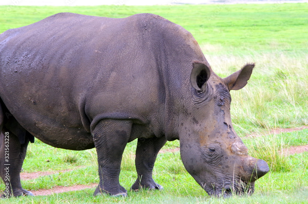 Obraz premium Rhinoceros in the bush, South Africa