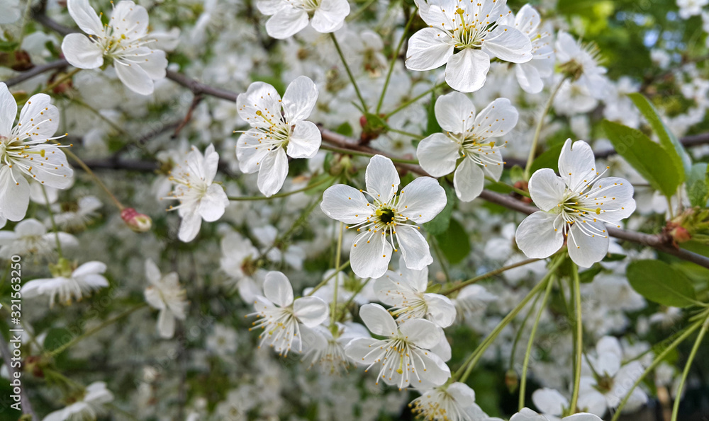 Beautiful branch of spring blooming cherry tree Beautiful branch of spring blooming cherry tree