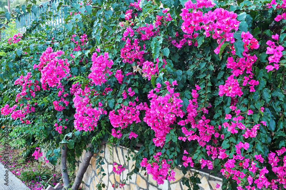 Paleokastritsa / Corfu, Greece - Large bush with purple pink bougainvillea flowers growing on a stone-lined fence, a street in the summer afternoon. Paleokastritsa / Corfu, Greece - Large bush with purple pink bougainvillea flowers growing on a stone-lined fence, a street in the summer afternoon.