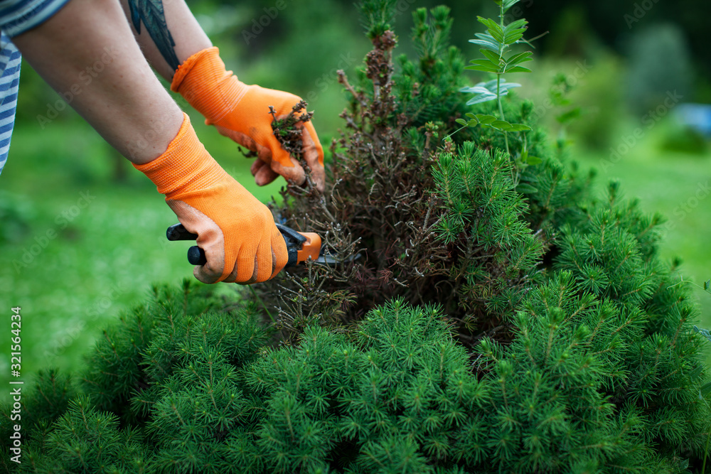 Obraz premium Young woman pruning bushes, gardening concept
