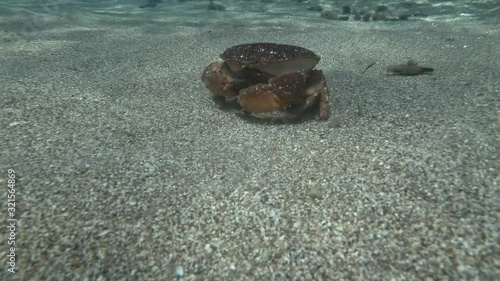 Crab quickly runs along the sandy seabed. Warty Crab, Italian Box Crab or Yellow Crab (Eriphia verrucosa) quickly runs along the sandy seabed photo