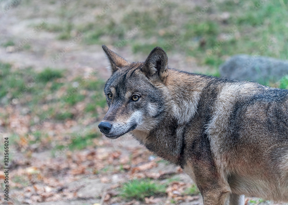 Portrait of a grey wolf (Canis Lupus).