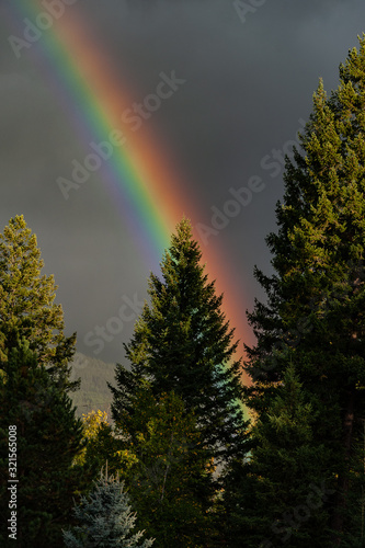 rainbow in the forest