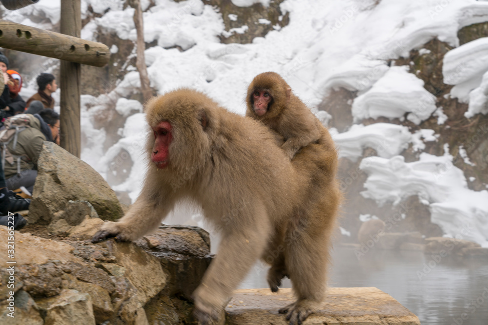 Obraz premium Mother and baby Japanese Snow Monkeys stay around the hot spring among Snowy Mountain in Jigokudani Snow Monkey Park (JIgokudani-YaenKoen) at Nagano Japan on Feb. 18 2019.