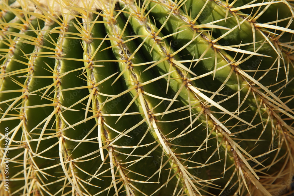 close up of spiny cactus background pattern texture close up of spiny cactus background pattern texture
