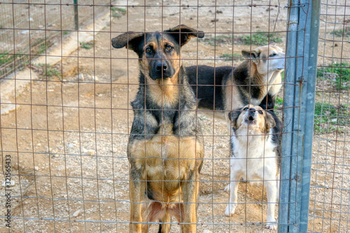 Sad and disconsolate dogs behind a kennel cage
