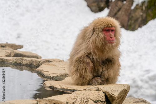 Japanese Snow Monkeys stay around the hot spring among snowy mountain in Jigokudani Snow Monkey Park (JIgokudani-YaenKoen) at Nagano Japan on Feb. 2019.