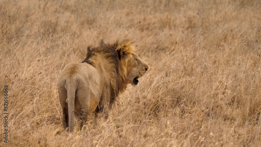 A large adult lion opened its mouth by turning its head while in the dry grass of Tanzania’s wildlife A large adult lion opened its mouth by turning its head while in the dry grass of Tanzania’s wildlife