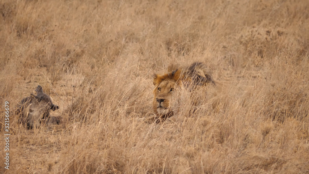 A large adult lion sits peacefully next to a wild boar in the savannah of Tanzania A large adult lion sits peacefully next to a wild boar in the savannah of Tanzania
