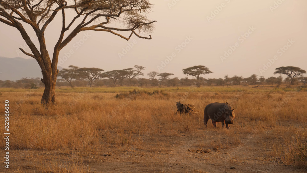 Obraz premium One hippopotamus next to a small number of trees in the wildlife of Tanzania