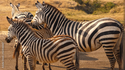 A herd of zebras standing close by in the wild of South Africa