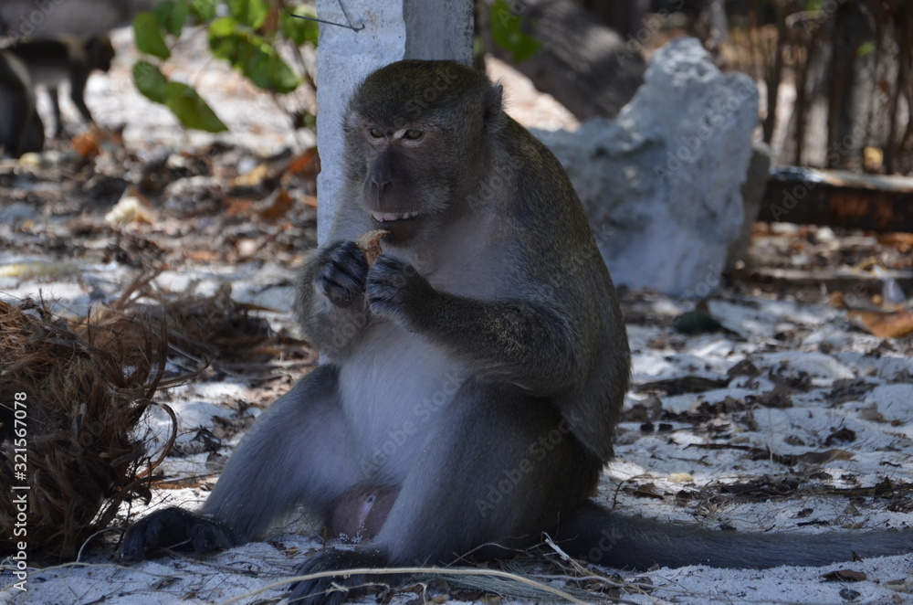 Obraz premium monkeys in thailand