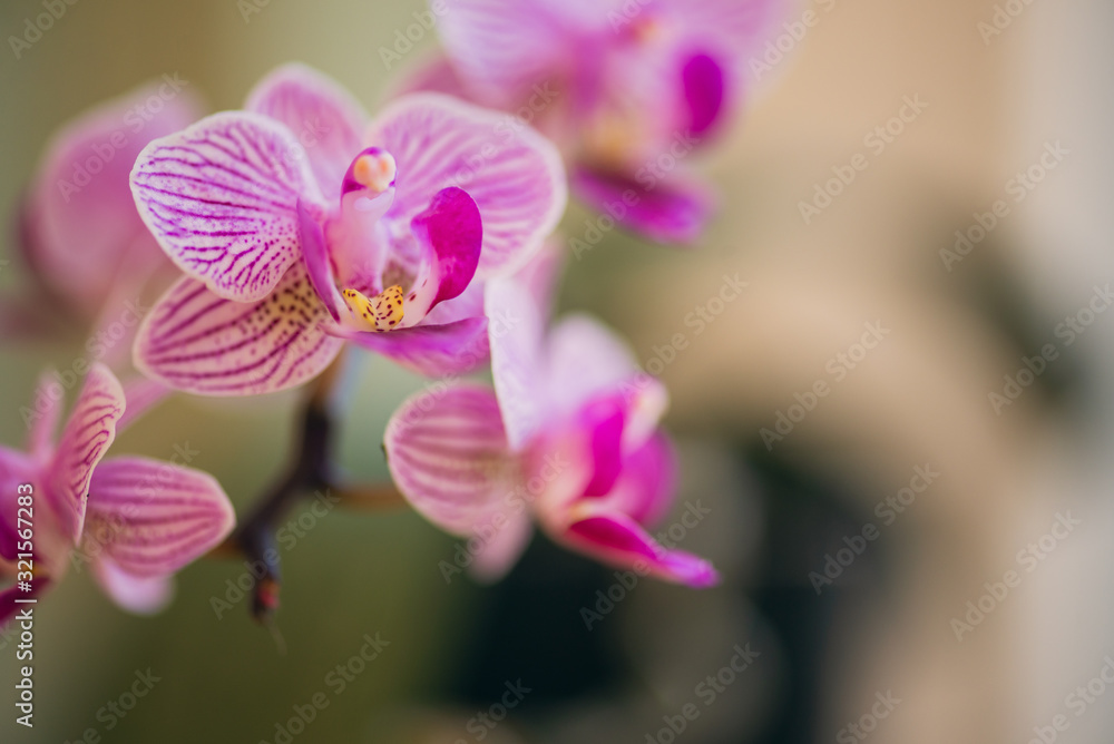 Close-up of beautiful pink phalaenopsis orchid flower blooms Close-up of beautiful pink phalaenopsis orchid flower blooms
